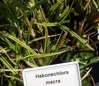 Rákosovka, Hakonechloa macra, kont. 3l