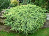 Borievka šupinatá Holger, Juniperus squamata 40 - 50 cm, kont. 3l