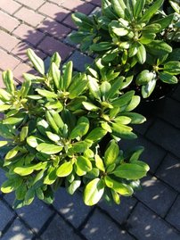 Rododendron Hotei, Rhododendron, 30 - 50 cm, kont. 5l