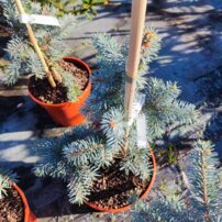 Smrek pichľavý Hoto, Picea pungens, 30 - 40 cm, kont. 2l