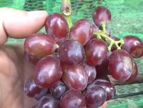 Vinič hroznorodý Podarok Wojt, Vitis vinifera, kontajnerovaná sadenica 1 l