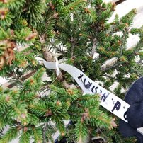 Smrek obyčajný Hystrix Picea abies 30 - 35 cm, kont. 3l