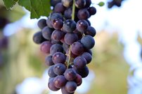 Vinič americký Izabella, Vitis Labrusca, kontajnerovaná sadenica 1 l