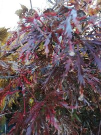 Javor dlaňolistý Inaba Shidare,  Acer palmatum dissectum ,  kmeň 120 – 140 cm, kont 30 l