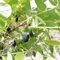 Zemolez kamčatský Indigo Gem, Lonicera kamtschatica 20 - 30 cm, kont. 0,5l