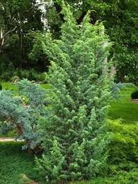 Borievka obyčajná Meyer, Juniperus communis 40 - 60 cm, kont. 3l