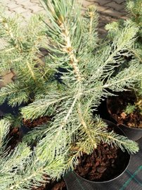 Smrek pichľavý Kaibab, Picea pungens 25 - 35 cm, kont. 3l
