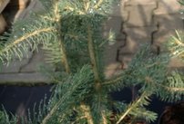 Smrek pichľavý Kaibab, Picea pungens 25 - 35 cm, kont. 3l