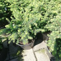Smrek omorikový- balkánsky Karel, Picea omorika 20 - 30 cm, kont. 3l