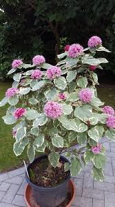 Klerodendron Bungenov Pink Diamond, Clerodendrum bungee, kont 3l