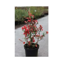 Dulovec Crimson and Gold, Chaenomeles x superba 25 - 35 cm, kont. 3l