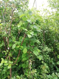 Lieska obyčajná Corylus avellana, 40 - 60 cm, kont. 2l