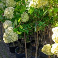 Hortenzia metlinatá Limelight, Hydrangea paniculata, na kmeni +100 cm, kont. 3l