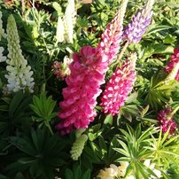 Lupina mnoholistá Russell (Vlčí bôb) – mix farieb, Lupinus polyphyllus, 50 - 60 cm, kont. 2l