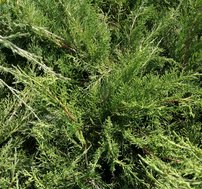 Borievka prostredná Mathot, Juniperus × pfitzeriana, 30 – 40 cm, kontajner 3l