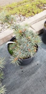 Smrek pichľavý Mecki, Picea pungens 20 - 40 cm, kont. 3l