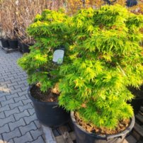 Javor dlaňovitolistý Mikawa Yatsubusa, Acer palmatum , 50 – 120 cm, kontajner C 20