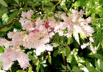 Astilba Arendsova Milk and Honey, Astilbe arendsii , kont 2l