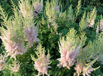 Astilba Arendsova Milk and Honey, Astilbe arendsii , kont 2l