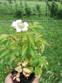 Malinojahoda Rubus illecebrosus, kont. 0,5l