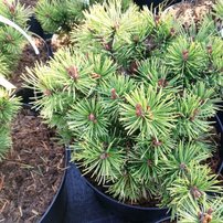 Borovica horská Mops, Pinus mugo 30 - 40 cm, kont. 5l