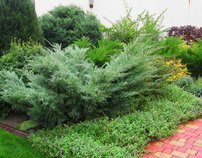 Borievka virdžínska Hetz, Juniperus virginiana 50 - 60 cm, kont. 3l
