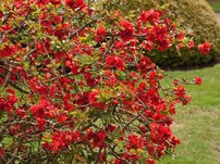 Dulovec  Nicoline, Chaenomeles x superba 25 - 35 cm, kont. 3l