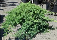 Borievka poliehavá Nana, Juniperus procumbens 60 cm na kmienku, kont. 5l