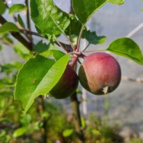 Jabloň domáca Novamac, Malus domestica 150 - 190 cm, kont. 5 l