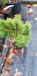 Borovica horská Nerost, Pinus mugo, 20 - 30 cm, kont. 5l