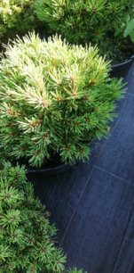 Borovica horská Nerost, Pinus mugo, 20 - 30 cm, kont. 5l