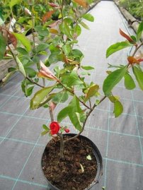 Dulovec  Nicoline, Chaenomeles x superba 25 - 35 cm, kont. 3l