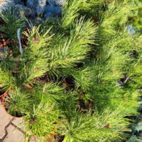 Borovica hustokvetá Oculus Draconis, Pinus densiflora, 50 - 70 cm, kont. 5l