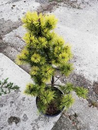 Borovica horská Ophir, Pinus mugo 20 - 40 cm, kont. 3l