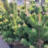 Borovica čierna Oregon Green, Pinus nigra, + 130cm, kontajner 15l