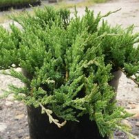Borievka prostredná Mathot, Juniperus × pfitzeriana, 30 – 40 cm, kontajner 3l