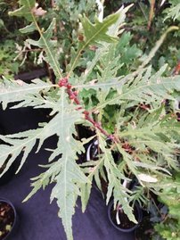 Dub letný  Pectinata, Quercus robur, 70 – 80 cm,kontajner 3l