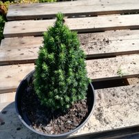 Smrek biely Piccolo, Picea Glauca, 20 - 30 cm, kont. 3l