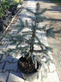 Smrek pichľavý Jan Byczkowski, Picea pungens 30 – 50 cm, kontajner 3l