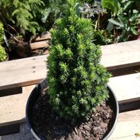 Smrek biely Piccolo, Picea Glauca, 20 - 30 cm, kont. 3l