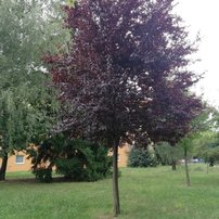Slivka čerešňoplodná Pissardii, Prunus cerasifera, kontajner C15, + 250 cm