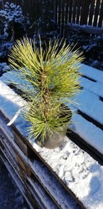 Borovica ťažká, Pinus ponderosa. kont. p9