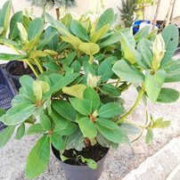 Rododendron Red Jack, Rhododendron 30 - 40 cm, kont. 5l