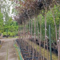 Čerešňa pilovitá Royal Burgundy, Prunus serrulata, +300 cm, kont. 20I