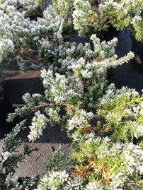 Borievka čínska San Jose, Juniperus chinensis, 20 – 30 cm, kontajner 3l