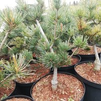 Borovica drobnokvetá Saphir, Pinus parviflora, kontajner C10 ,30-60 cm
