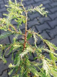 Sekvoja vždyzelená, Sequoia sempervirens, 150 – 190 cm, kont 3l
