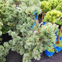 Borovica drobnokvetá Shizukagoten, Pinus parviflora, kontajner C10 , +140 cm