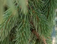Smrek biely Pendula, Picea glauca 170 - 190 cm, kont. 30l