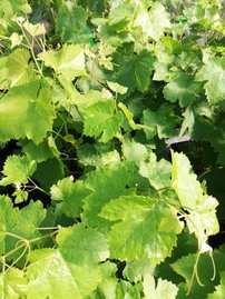 Vinič hroznorodý Tawria, Vitis vinifera, kontajnerovaná sadenica 1 l